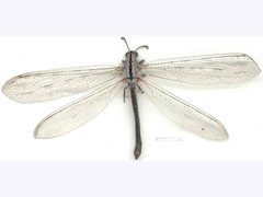 Heoclisis fundata