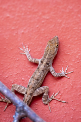 Anolis