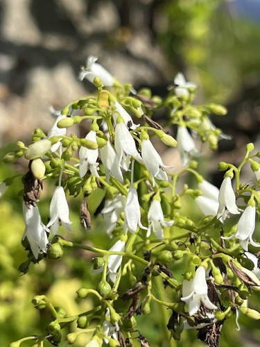 Leptopetalum foetidum observed 2024-11-17
