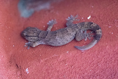 Tarentola americana