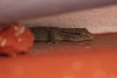 Tarentola americana