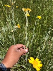 Arnica chamissonis