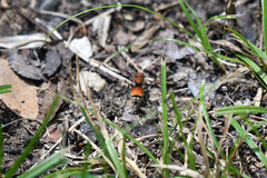 Pseudomethoca propinqua