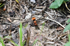 Pseudomethoca propinqua