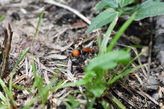 Pseudomethoca propinqua