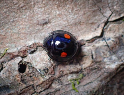 Twice-stabbed Lady Beetle photographed in Missouri