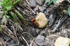 Pseudomethoca propinqua