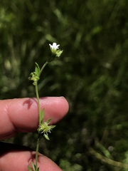 Lappula redowskii redowskii