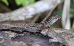 Anolis jubar