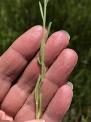 Lappula redowskii redowskii