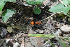 Pseudomethoca propinqua