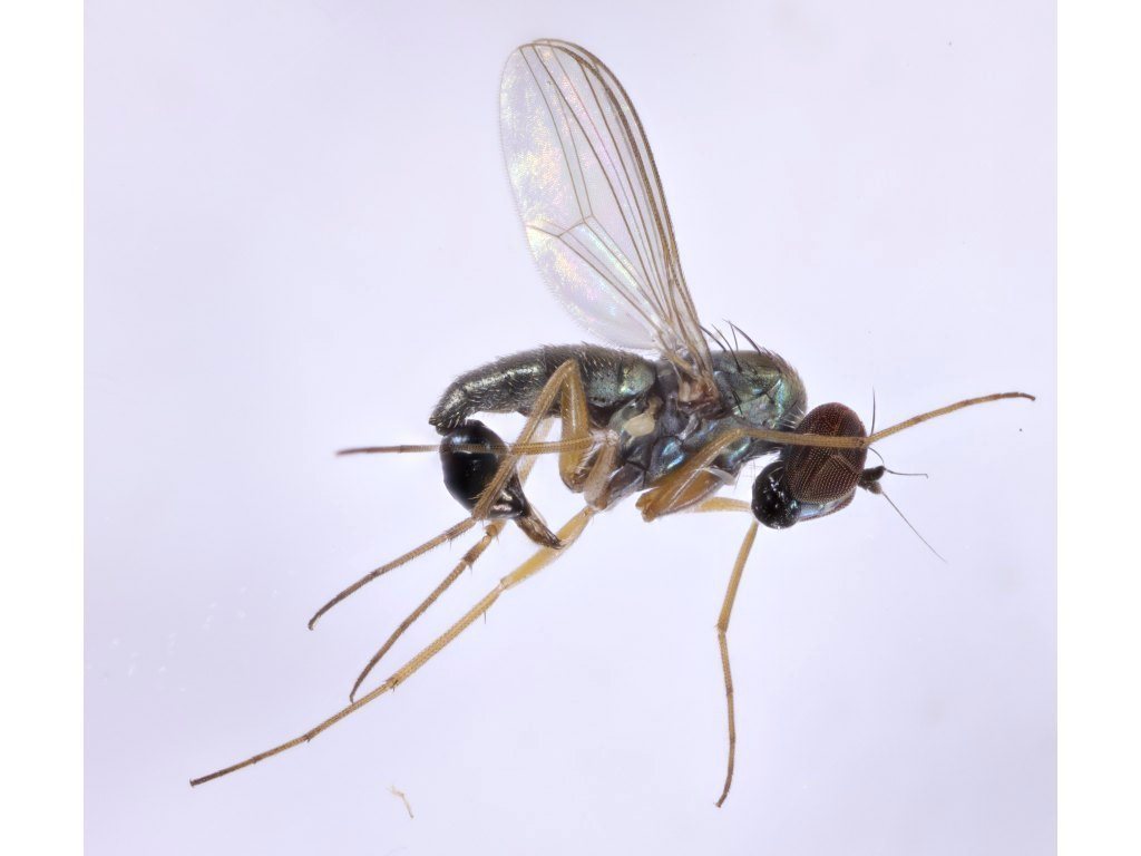 Medetera grisescens
