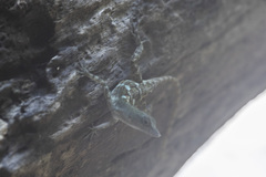 Anolis mestrei