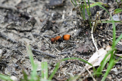 Pseudomethoca propinqua