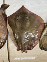 Javan Whipray photo 1