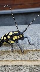 Anoplophora horsfieldii