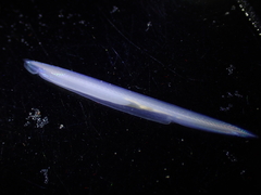 Japanese Lancelet photo 1