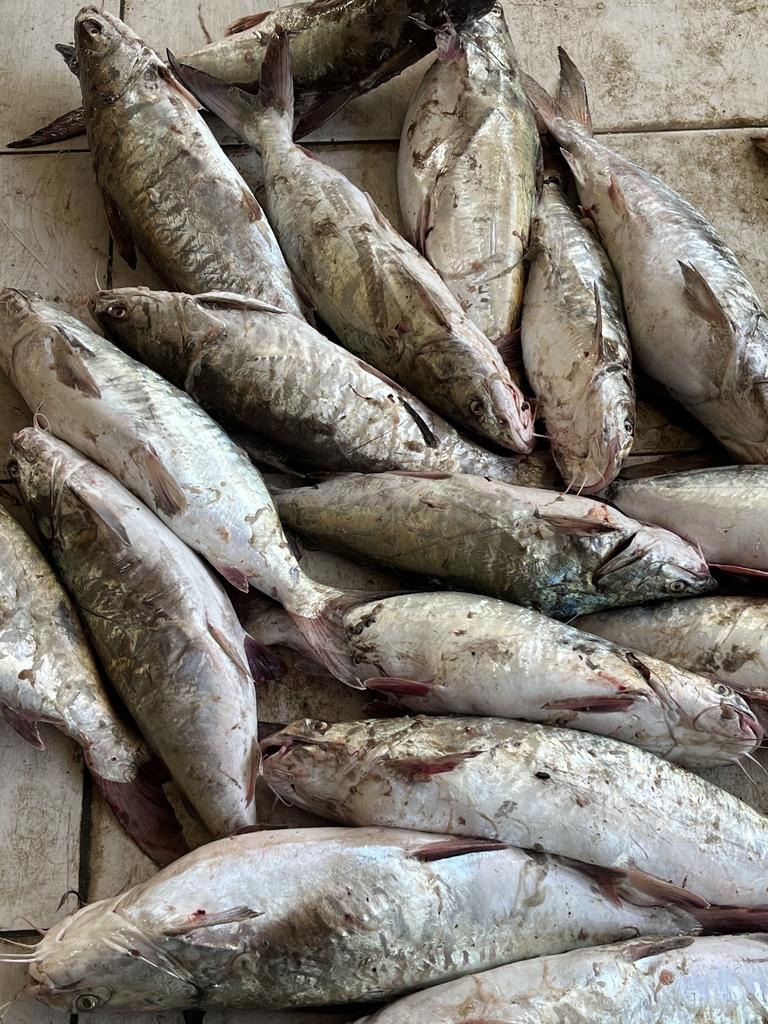 Bronze sea catfish (Netuma bilineata) — Ariidae