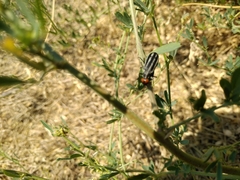 Epicauta erythrocephala