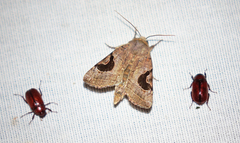 Hypotrix lunata