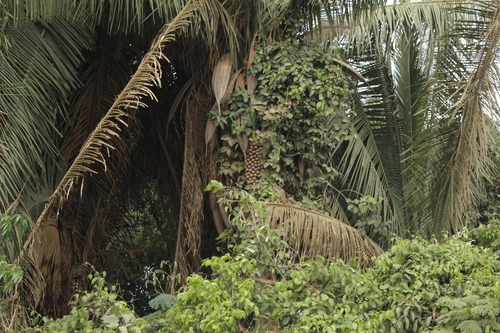 Image of Attalea speciosa by (c) Alex Karasoulos, some rights reserved (CC BY)