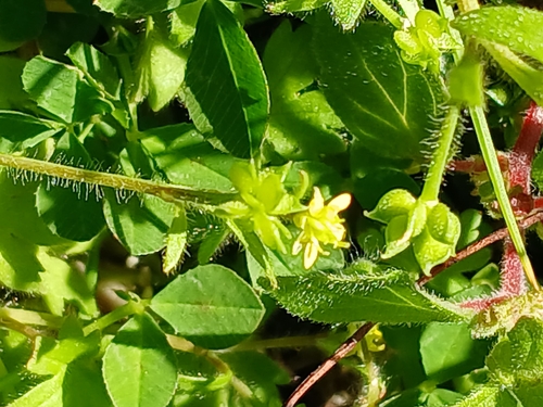 Image of Ranunculus parviflorus by (c) Leon Perrie, some rights reserved (CC BY)