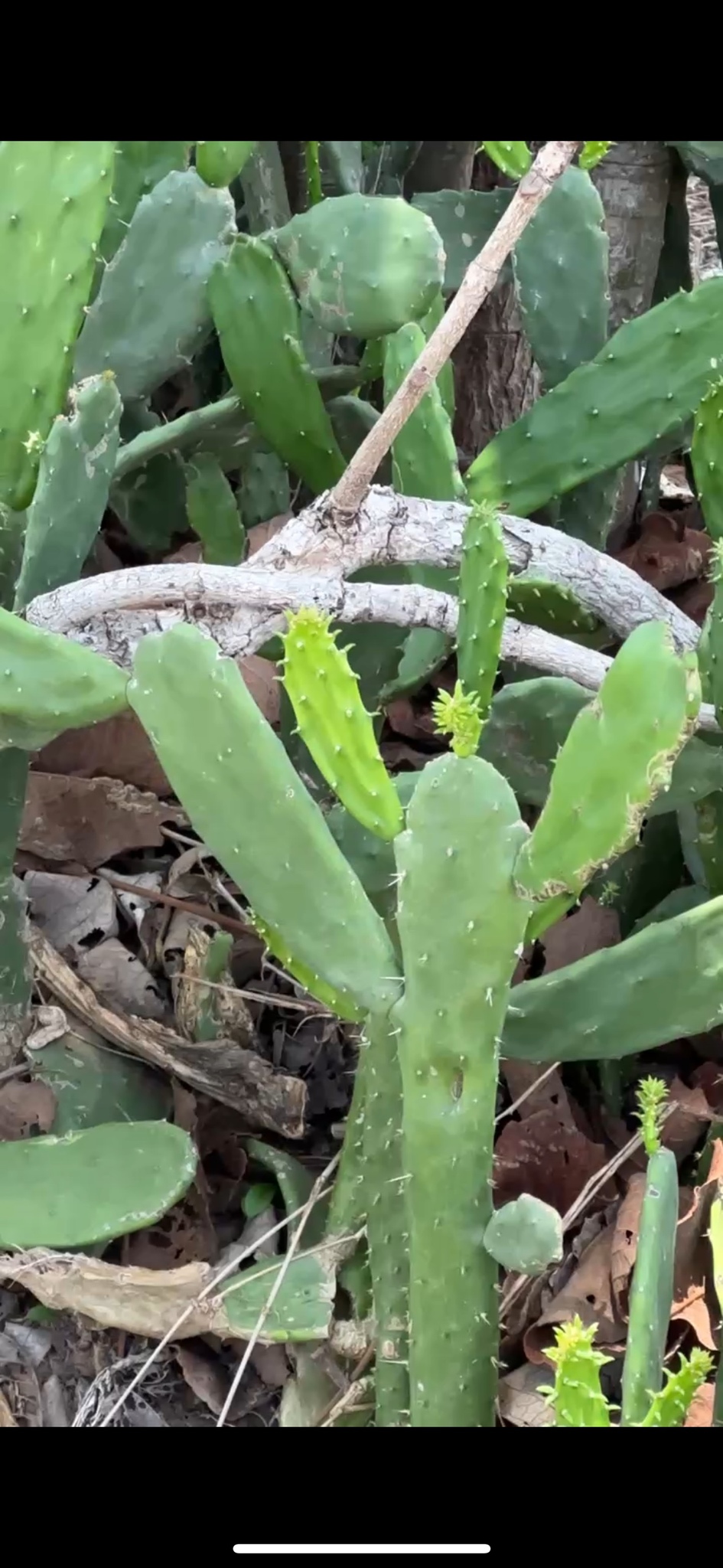 Opuntia cochenillifera