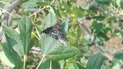 Hemipenthes velutina