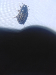 Aphodius