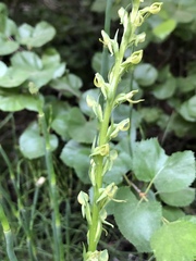 Platanthera tescamnis