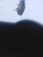 Aphodius