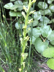 Platanthera tescamnis