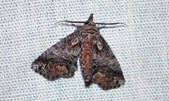 Paectes pygmaea