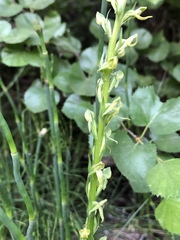 Platanthera tescamnis
