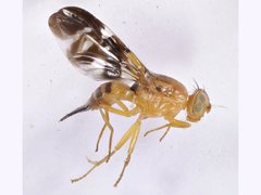 Termitorioxa termitoxena