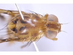 Termitorioxa termitoxena