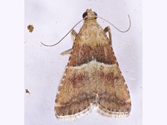 Persicoptera compsopa