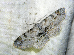 Iridopsis larvaria