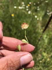Trifolium cyathiferum