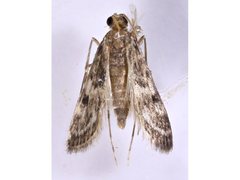 Araeomorpha