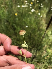 Trifolium cyathiferum