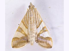 Agrioglypta zelimalis