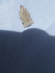 Paramesia gnomana