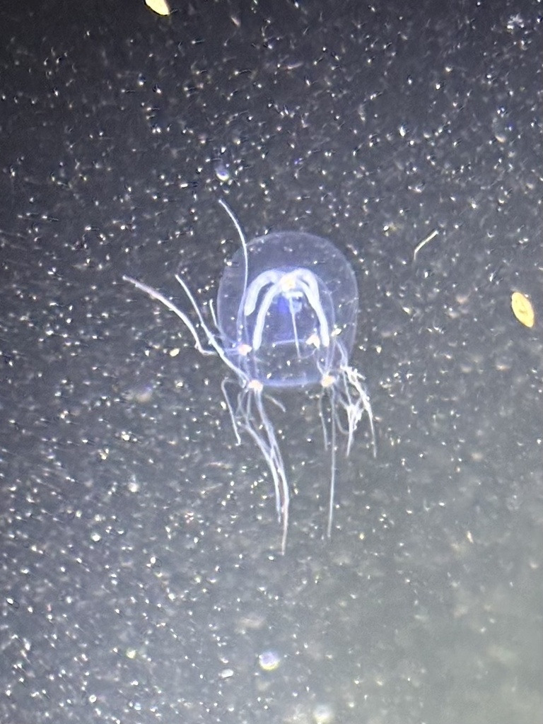 clinging jellyfish