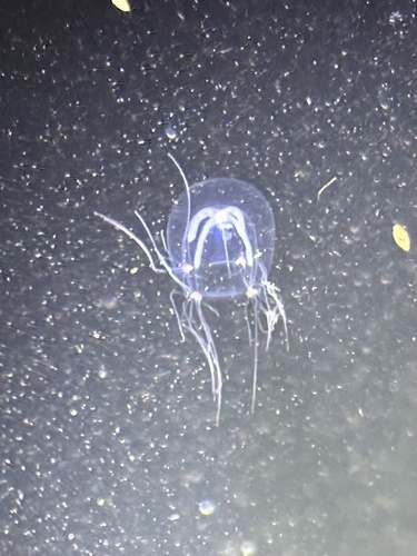 clinging jellyfish