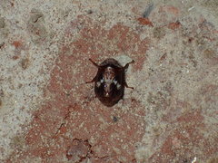 Clastoptera octonotata