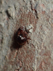 Clastoptera octonotata