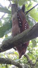 Steatornis caripensis