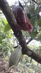 Steatornis caripensis