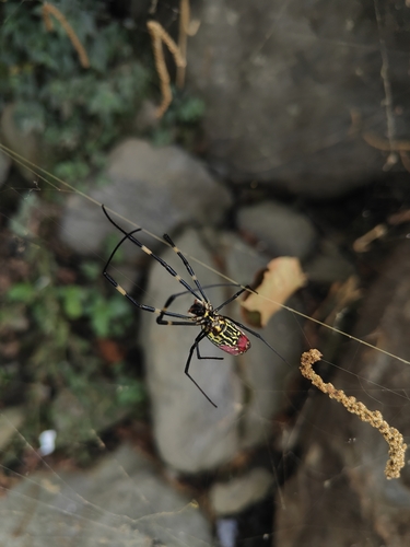 Joro Spider